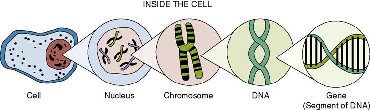 when studying heredity what is the relationship between dna bases and traits